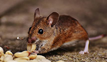 24 Hour & Emergency Exterminators in Ontario, WI